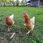 Kapl